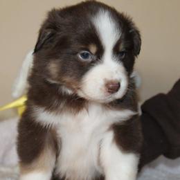 Australian Shepherd Puppies from Anew Australian Shepherds