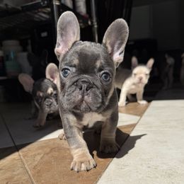 Mac - Blue male French Bulldog puppy in Yarmouth, Maine from Wyatt and co Frenchies