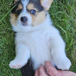 Pembroke Welsh Corgi Puppies from Enchanted Corgis
