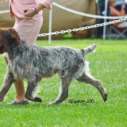 Wirehaired Pointing Griffon All Grown Up from Ear Mountain Griffons