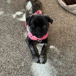Pug Puppies from A Grumble of Love Kennels