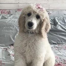 Goldendoodles and Poodles from Crane Train Poodles & Doodles