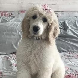 Goldendoodles and Poodles from Crane Train Poodles & Doodles