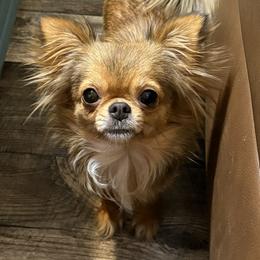 Sunni - Chihuahua