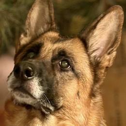 German Shepherds from Strittmater Kennels