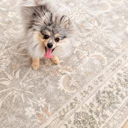 Dachshund and Pomeranian All Grown Up from Hilda’s Teenie Weenies