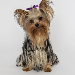 Rogue - Yorkshire Terrier