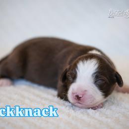 Knickknack - Red & white male Miniature American Shepherd puppy in Herriman, Utah from Painted Blue Aussies