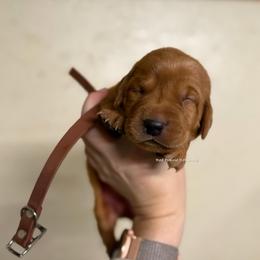 Brown - Yellow male Labrador Retriever puppy in Gillete, Wyoming from Red Prairie Retrievers