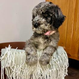 Beignet - Merle female Goldendoodle puppy in Macclenny, Florida from Davis's Doodles