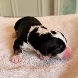 Driver - Tri-color male Bernedoodle puppy in Royse City, Texas from Platinum Bernedoodles of Texas