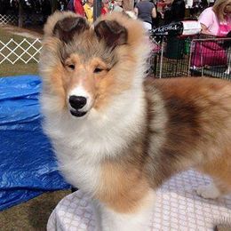 Shetland Sheepdogs from Silver Trails Shelties