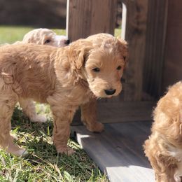 Goldendoodle Puppies from Magnolia Doodles of Southern Miss