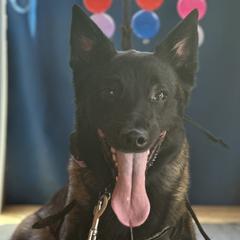 Belgian Malinois from Tammie Anglin
