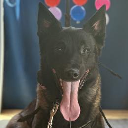 Belgian Malinois from Tammie Anglin