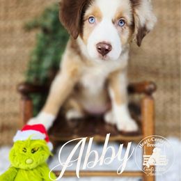 Abby - Red merle female Miniature Australian Shepherd puppy in Ennis, Texas from God’s Little Aussies