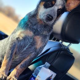 Australian Cattle Dog Puppies from TLC Cattle dogs