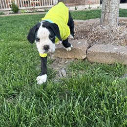 Boxer Puppies from A&B Euro Boxers, LLC