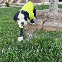 Boxer Puppies from A&B Euro Boxers, LLC