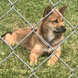 Zane - Sesame male Shiba Inu puppy in Indianapolis, Indiana from Haste