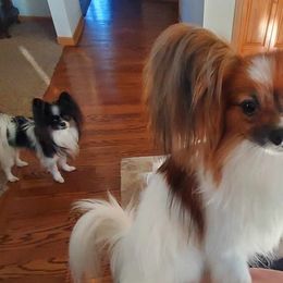 Papillons from SwiftWind Papillons