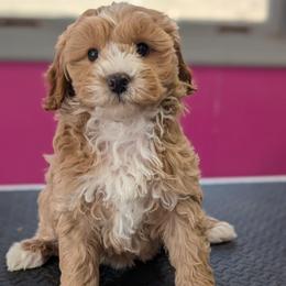 Venus - Apricot female Cavapoo puppy in Coshocton, Ohio from Forever Family Puppies