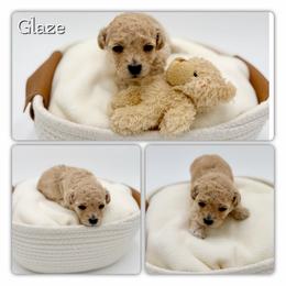 Glaze - Cream male Poodle puppy in Rougemont, North Carolina from Lagniappe Lucky Dogs