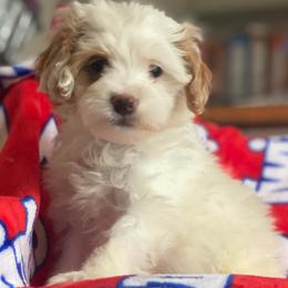 Bowie - Parti male Goldendoodle puppy in Cumberland, Rhode Island from minigoldendoodlesofRI