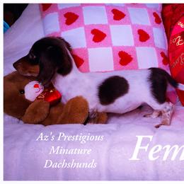 Dachshund and Great Dane Puppies from AZ's Prestigious Minature Dachshunds
