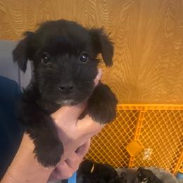Peppermint Patty - Black female Miniature Schnauzer puppy in Lubbock, Texas from Schnazzy Schnauzers