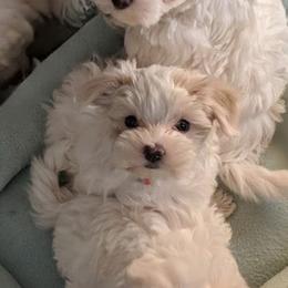 BOY - White male Maltese puppy in Las Vegas, Nevada from Puppy Van