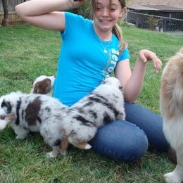 Australian Shepherd Puppies from Triple MMM Kennel