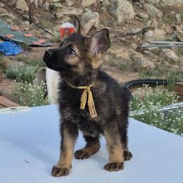 Gold Boy 5 - Sable male German Shepherd puppy in Lake George, Colorado from High Country German Shepherds
