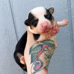 Loretta - Black and white female American Corgi puppy in Solon Springs, Wisconsin from Werpstead Shorties