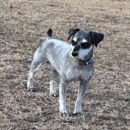 Stewart - Miniature Schnauzer