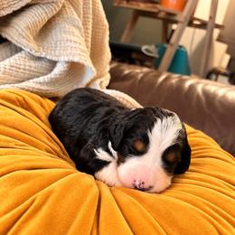 Cranberry Sauce - Tri-color female Bernedoodle puppy in Travelers Rest, South Carolina from Bernedoodle.do