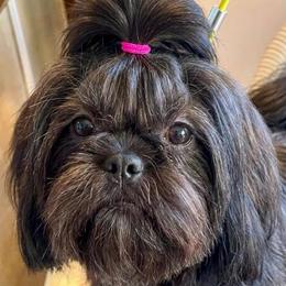 Sissy in - Brindle female Shih Tzu puppy in Victorville, California from Precioustzus