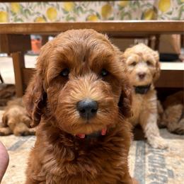 Boy 1 - Parti male Australian Cobberdog puppy in Dover Foxcroft, Maine from Faberge Australian Cobberdog