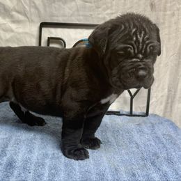 Freddie - Black male Neapolitan Mastiff puppy in Canyon, Texas from Mastini Della Forte