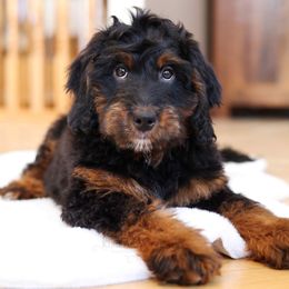 Bernedoodle and Goldendoodle Puppies from Kimberlee’s Kennels