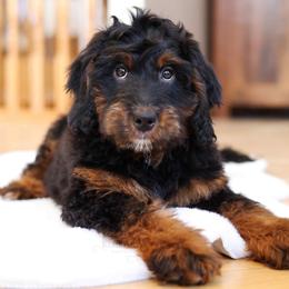 Bernedoodle and Goldendoodle Puppies from Kimberlee’s Kennels