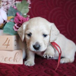 Audrey - Cream female Dachshund puppy in Pace, Florida from Shoebox Doxie’s