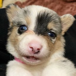 American Corgi and Pembroke Welsh Corgi Puppies from Swezey Pembroke Welsh Corgis