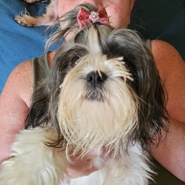 Coco - Shih Tzu