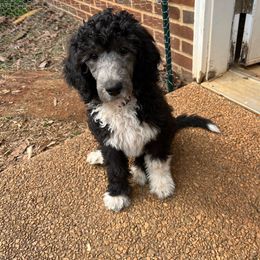 Girl 4- Satsuki - Silver Poodle puppy in Troy, Virginia from Stewart’s Standards