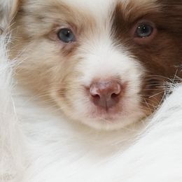 Aussiedoodles, Cavapoos, Miniature Australian Shepherds, and Toy Australian Shepherds from Blue Hue Aussies