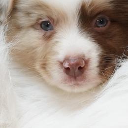 Aussiedoodles, Cavapoos, Miniature Australian Shepherds, and Toy Australian Shepherds from Blue Hue Aussies
