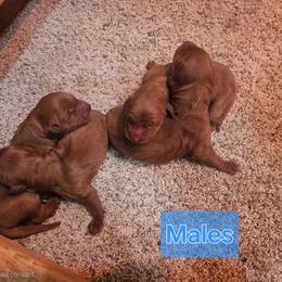 Onyx - Red  male Goldendoodle puppy in Mocksville, North Carolina from Hunting Creek Farm & Kennel