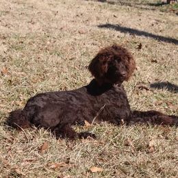 Duke - Poodle