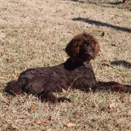 Duke - Poodle